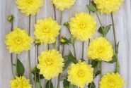 Dahlia hortensis American Sun