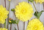 Dahlia hortensis American Sun