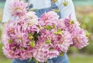 Dahlia hortensis Colorado Classic