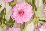 Dahlia hortensis Colorado Classic