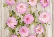 Dahlia hortensis Colorado Classic