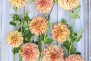 Dahlia hortensis Gloriosa