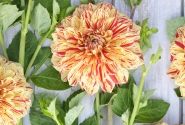 Dahlia hortensis Gloriosa