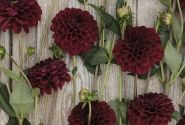 Dahlia hortensis Maroon Fox