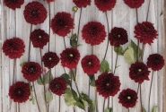 Dahlia hortensis Red Runner