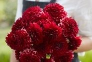 Dahlia hortensis Red Runner