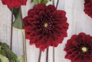 Dahlia hortensis Red Runner