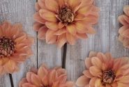 Dahlia hortensis Nicholas