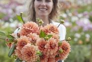 Dahlia hortensis Nicholas