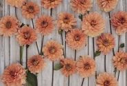 Dahlia hortensis Nicholas