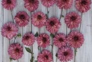 Dahlia hortensis Bacardi