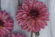 Dahlia hortensis Bacardi