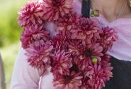 Dahlia hortensis Bacardi