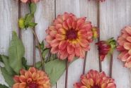 Dahlia hortensis Crazy Legs