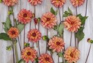 Dahlia hortensis Crazy Legs