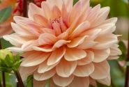 Dahlia hortensis Apricot Desire