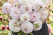 Dahlia hortensis Sefton Silvertop