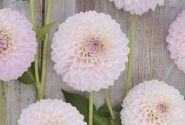 Dahlia hortensis Sefton Silvertop