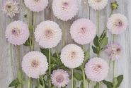 Dahlia hortensis Sefton Silvertop