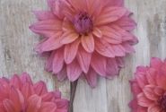 Dahlia hortensis Feline Yvonne