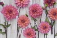 Dahlia hortensis Feline Yvonne