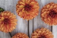 Dahlia hortensis American Sunset