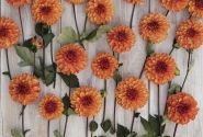 Dahlia hortensis American Sunset