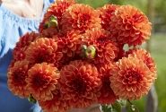 Dahlia hortensis American Sunset