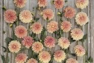 Dahlia hortensis Kick Off