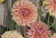 Dahlia hortensis Kick Off