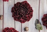 Dahlia hortensis Manoa