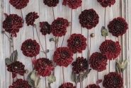 Dahlia hortensis Manoa