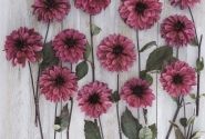 Dahlia hortensis Night Silence