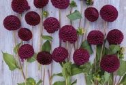 Dahlia hortensis Moor Place