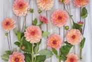 Dahlia hortensis Erna Panzer