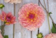 Dahlia hortensis Erna Panzer