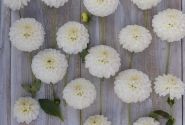 Dahlia hortensis Bazuin Snow White