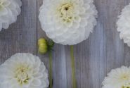 Dahlia hortensis Bazuin Snow White