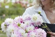 Dahlia hortensis Pink Petticoat