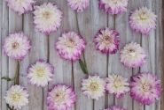 Dahlia hortensis Pink Petticoat