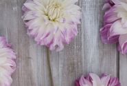 Dahlia hortensis Pink Petticoat
