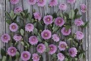 Dahlia hortensis Veerle