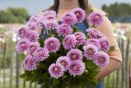 Dahlia hortensis Veerle