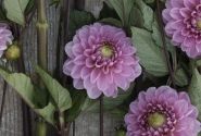 Dahlia hortensis Veerle