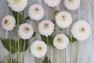 Dahlia hortensis Smoothy