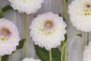 Dahlia hortensis Smoothy