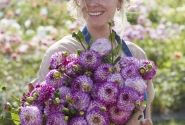 Dahlia hortensis Dreaming Maid