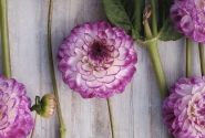 Dahlia hortensis Dreaming Maid