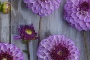 Dahlia hortensis Columbus