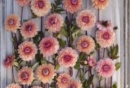 Dahlia hortensis Sweet Sanne